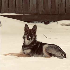 Meet your Posher, Betsy